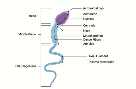 Sperm Cell - Definition, Structure, Functions - Biology Notes Online