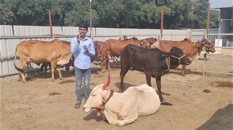 शेतकरी बांधवांनो आपली देशी गाय आणि बैल विकायची असेल तर आम्हाला द्या पण कसायला विकू नका ही विनंती