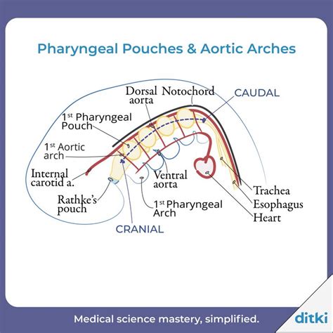 Embryology - Pharyngeal Pouches