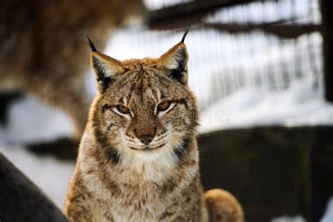 Lynx Portrait Stock Photo Image Of Dangerous Beautiful