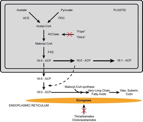 Diagram Of Fatty Acid Synthesis And Elongation In Higher Plants Download Scientific Diagram