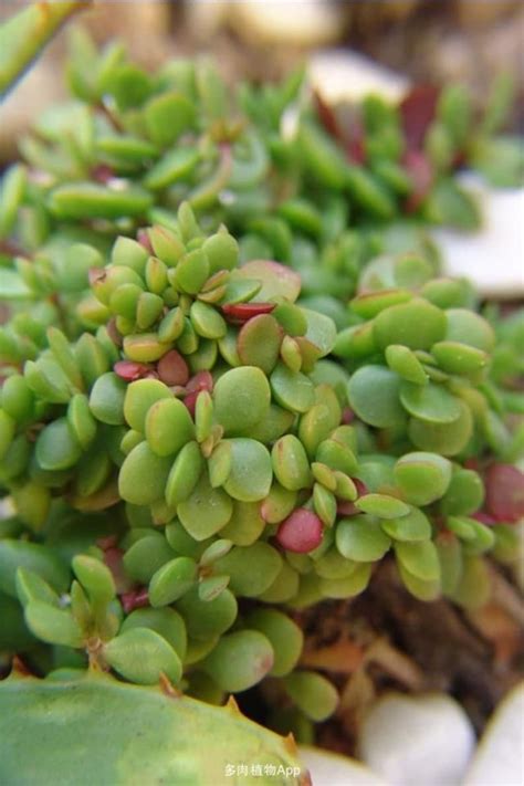 Small Red Carpet Stonecrop Crassula Pubescens Ssp Radicand Etsy