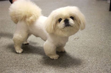 Pekingese Haircut 27 Photos What Is Grooming And Why Is It Needed