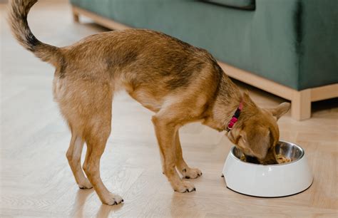 Los Mejores Comederos Para Perros En 2023 Viene Un Cachorro