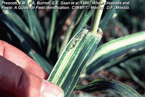 Guide To Wheat Diseases And Pests