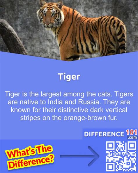 Lion vs Tiger: 10 Major Differences You Need To Know | Difference 101