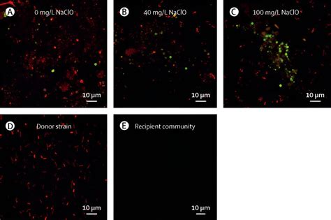 Antibiotic resistance genes are spread more widely between bacteria ...