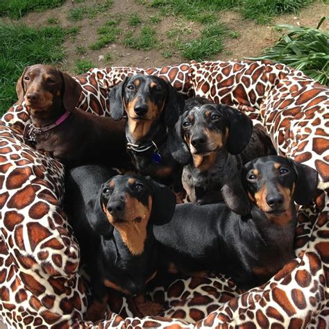 Dachshund Friendly And Curious Dackel Dachshund Funny Hunde