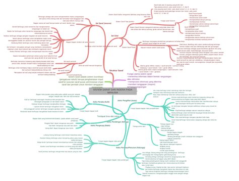 Sistem Saraf Dan Indera Pada Manusia Coggle Diagram