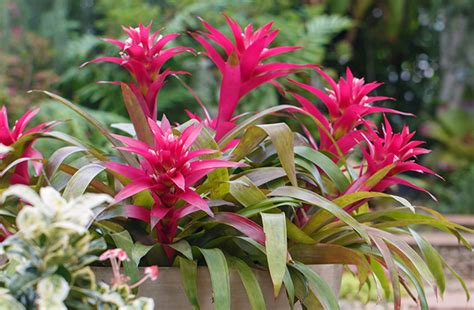 Planting for Year-Round Color | Living Color Garden Center | Fort Lauderdale, FL