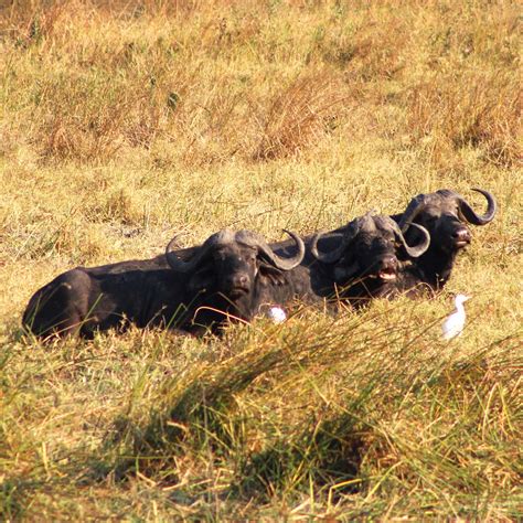 Safari En Tanzanie Dans Le Parc National De Katavi