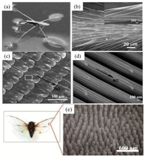 Polymers Free Full Text Bio Inspired Polymeric Structures With