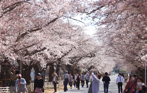 Cu Ndo Florecen Los Cerezos En Jap N Este