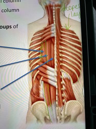 Ch 11B Axial Muscles Cont Flashcards Quizlet