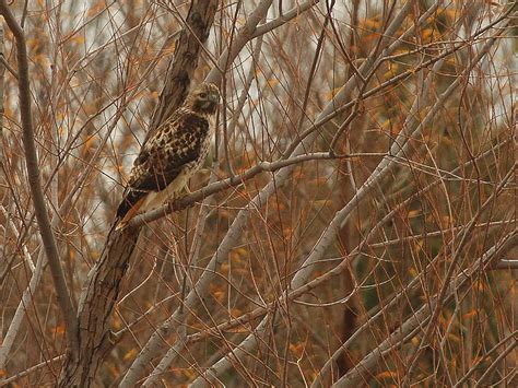 Red Tailed Hawk Greenbelt Dfw Urban Wildlife