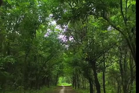 Famous Forests In Pakistan Location Area Covered