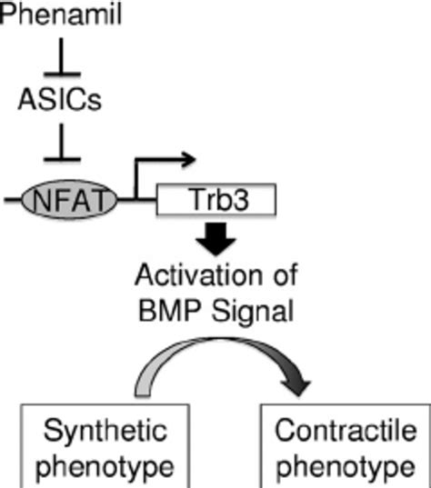 Schematic Diagram Of The Mechanism For Phenamil Mediated Activation Of