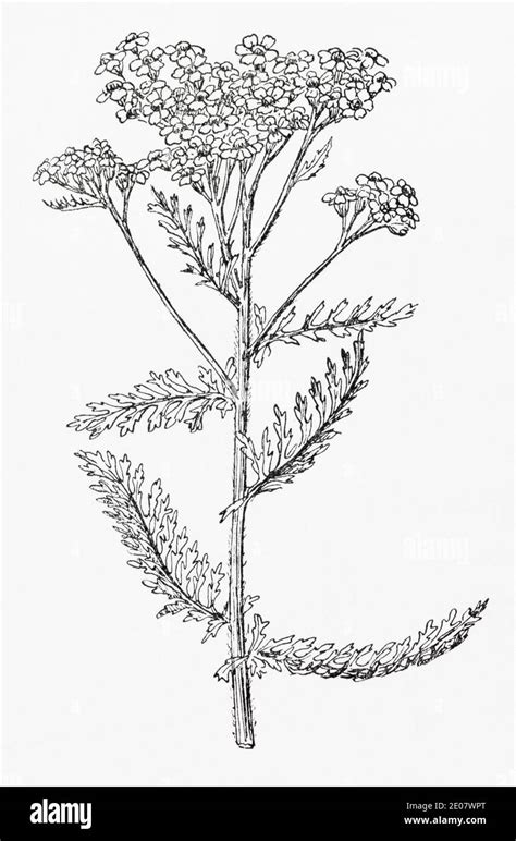 Old Botanical Illustration Engraving Of Yarrow Achillea Millefolium Traditional Medicinal