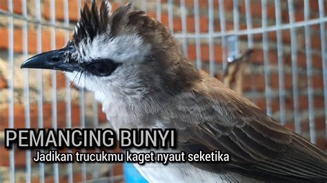 KICAU SUARA Trucukan Gacor ROPEL PANJANG Pancingan Trucukan Agar Bunyi