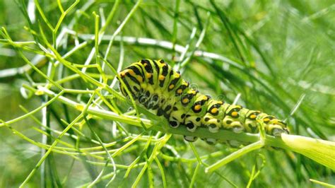 Swallowtail Butterfly Caterpillar Stock Photo - Image of america, imbabura: 220182120