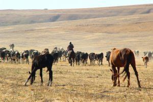 Kazakistan Orta Asyadaki Atayurdumuz Küçük Dünya Gezi Rehberi