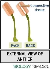 What is Anther? Definition, Structure, Video, Types & Functions - Biology Reader