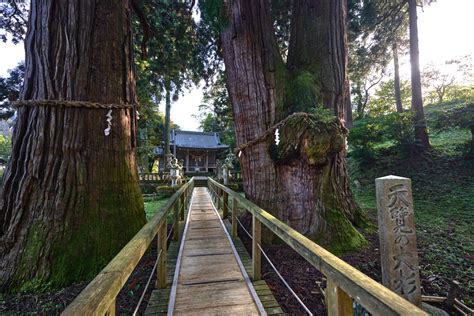 栢野大杉｜【公式】加賀温泉郷