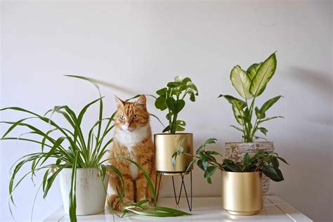 25 Cat Safe Plants That Grow Well In Low Light Conditions