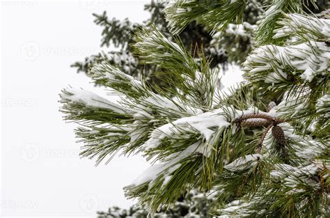 Snow on a pine tree 2224980 Stock Photo at Vecteezy