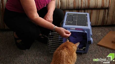 Training Cats Into The Carrier Youtube