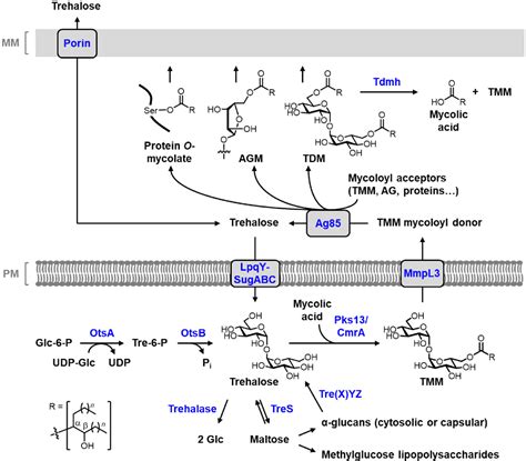 Figure 3 From The Role Of Chemoenzymatic Synthesis In Advancing