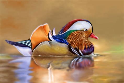 Mandarin Duck Hd Wallpapers 74856 Baltana