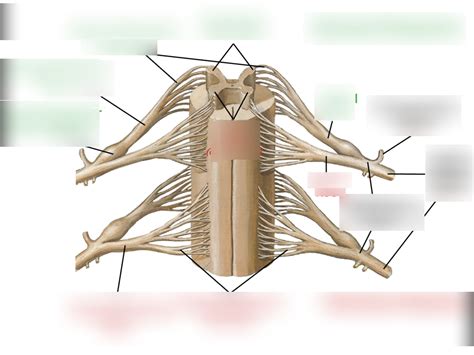 Dorsal horn + diagram Diagram | Quizlet