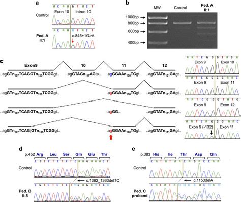 Results Of Genetic Analysis A Dna Sequence Chromatogram Of The