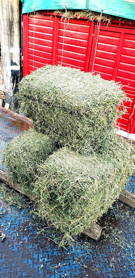 Fardo De Alfalfa De Santiago Del Estero Agroads