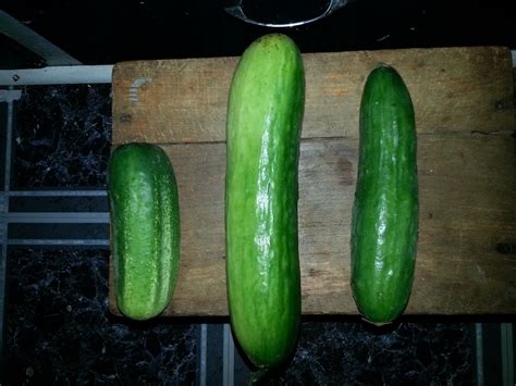 What the Cuke??? : r/gardening