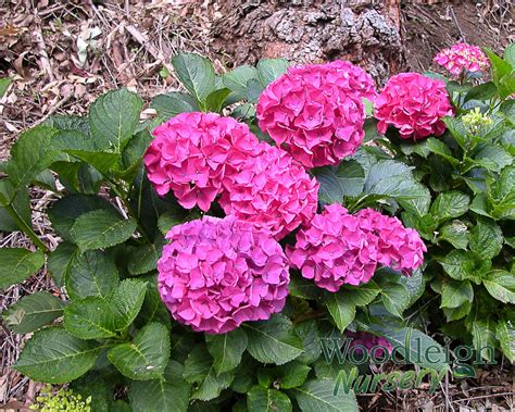 Hydrangea Macrophylla Alpenglow Alpengluhen Woodleigh Nursery