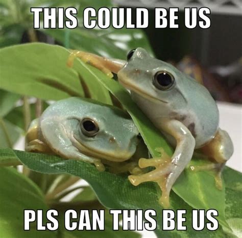 Pin by Lara Marquis on Froges | Funny frogs, Frog meme, Cute animals