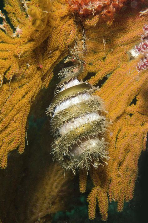 Mexican Horn Shark Egg Case Mermaids Purse Isla Photograph By Andy