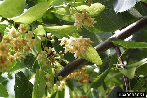 American Basswood Tilia Americana