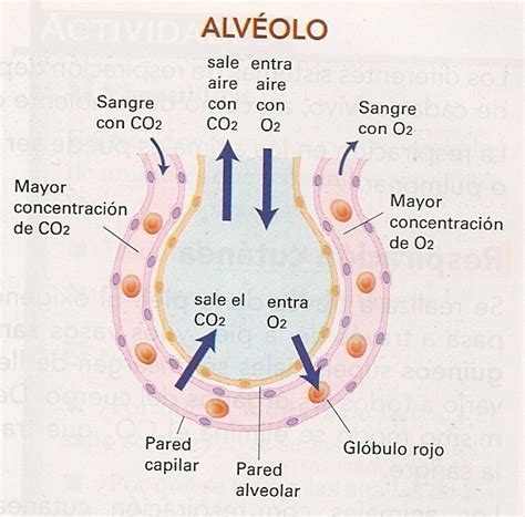 El Sistema Respiratorio Intercambio De Gases En La Respiraci N