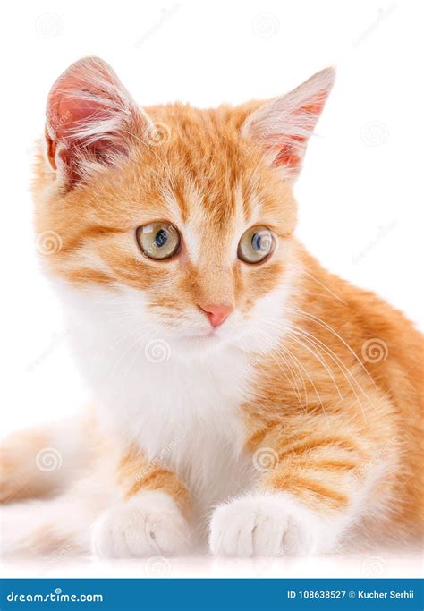 Cute Orange Kitten With White Paws Stock Image Image Of Playful