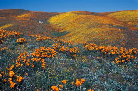 Five Flower Fields that Transform Spring into a Surreal Wonderland - Atlas Obscura