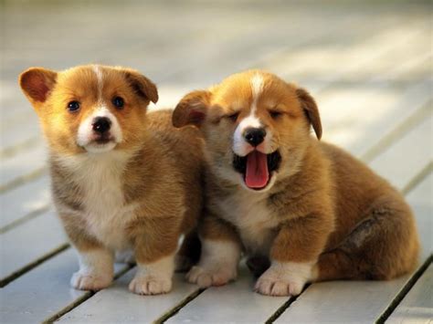 🔥 [20+] Corgi Laptop Wallpapers | WallpaperSafari