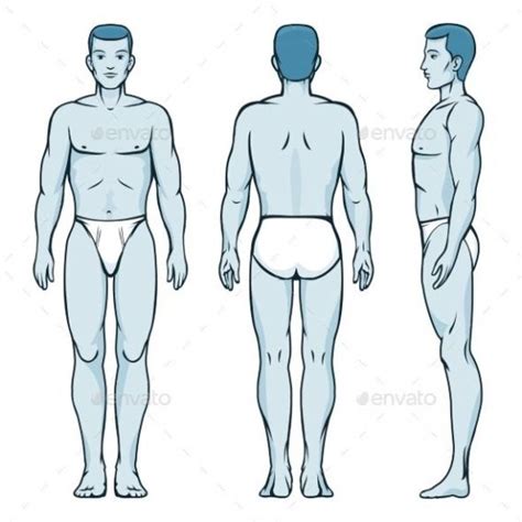 Man Body Model Front Back And Side Human Poses Male Human Silhouette Anatomy Vector