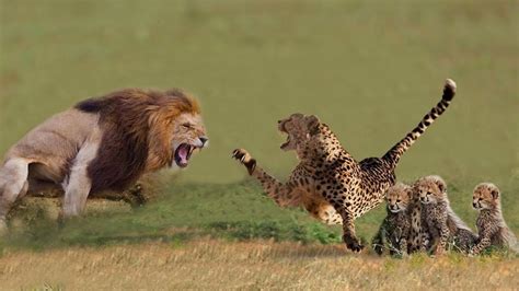 Cheetah Vs Lion Fight