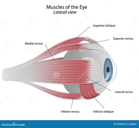 Muscles Of The Eye Stock Vector Image Of Body Human 19558739