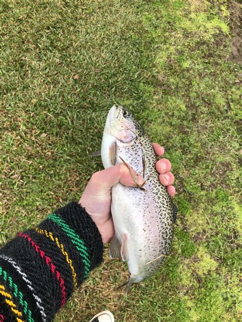 Beautiful Stocked Rainbow Trout In Youngsville Racadiana