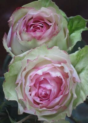 ...Make It With Me: Beautiful Pink and Green Roses.