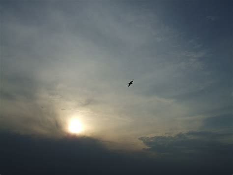 Free Images Horizon Wing Cloud Sky Sun Sunrise Sunset Sunlight